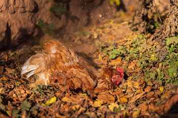 Happy female chicken sunbathing and sand bathing in a free range meadow. Dirt sprays through the...