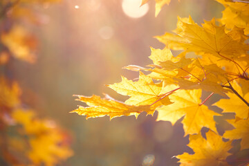 Fototapeta na wymiar natural autumn blurred maple leaves background