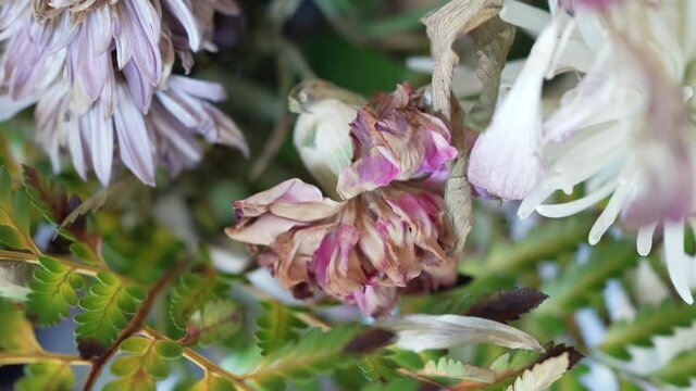 Dead Bouquet Of Flowers closeup