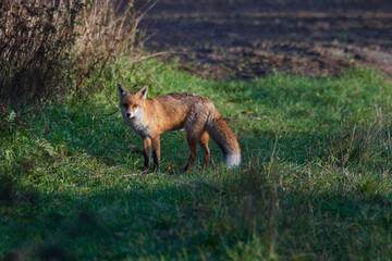 Rotfuchs bei der Mäusejagd	