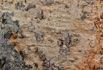Close up Tree bark texture background.
