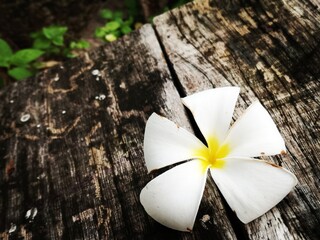 white flower on wood