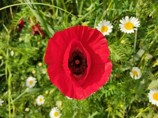 red poppy in the field