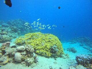 Diving