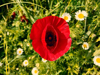 red poppy flower