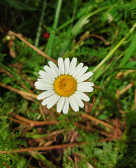 daisy in the grass