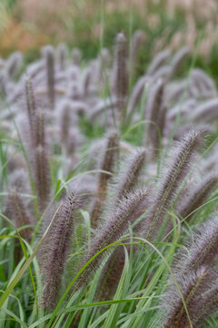 Ornamental grass by the name Pennisetum Alopecuroides or Chinese Fountain Grass, photographed at a garden in Wisley near Woking in Surrey UK.
