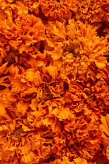 floral banner. flowers of saffron close-up, macro photography. autumn flowers of orange color, top view on a carpet of flowers