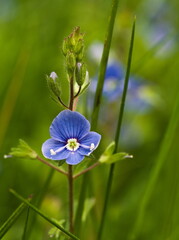Blue flower on green background. Veronica chamaedrys. Germander speedwell, bird's-eye speedwell. 