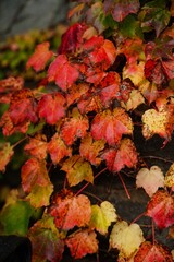 Beautiful autumn background with colorful ivy leaves full frame