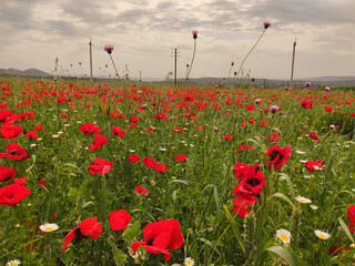 poppy field with sky