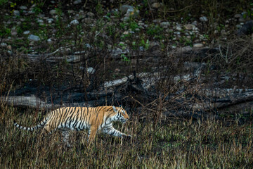 Fototapeta na wymiar wild bengal tiger of terai region forest on stroll in a morning game drive or safari at uttarakhand india - panthera tigris tigris