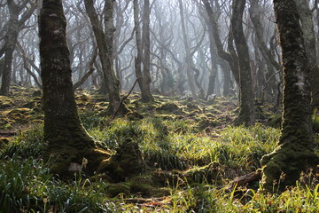 Misty Woodland