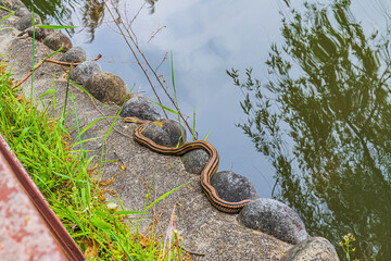堀のそばにいる蛇