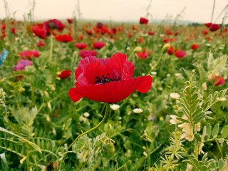 red poppy in the field