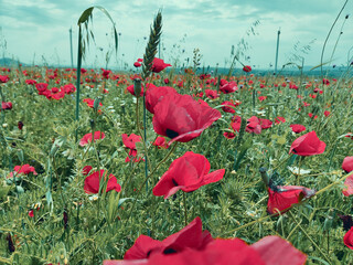 poppy flowers in field