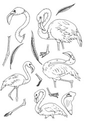 hand drawn set of flamingo images in doodle style