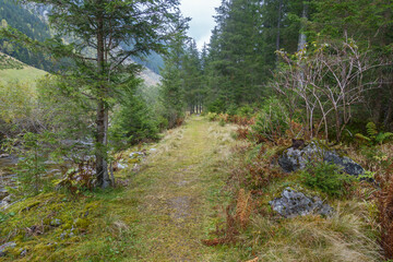 Fototapeta na wymiar Wanderweg durch einen herbstlichen Wald im Tourismusgebiet Zillertal in Tirol