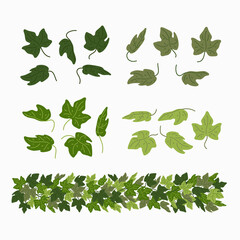 Ivy leaves, and green liana border, isolated on white background. Vector illustration in flat cartoon style.