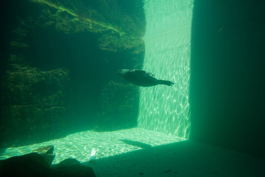 Harbor Seal Diving Underwater In Seattle Aquarium.