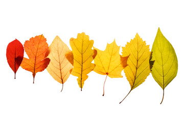 Naklejka na ściany i meble Color Autumn Leaves isolated on white background.