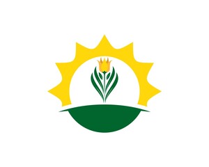 Green land with tulip flower and sunset behind