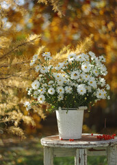Bouquet of charming white asters in a colorful autumn garden