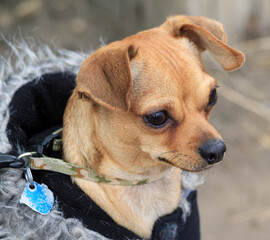 chihuahua dog wearing coat