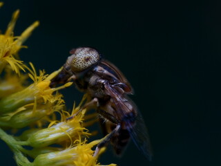 キゴシハナアブのクローズアップ