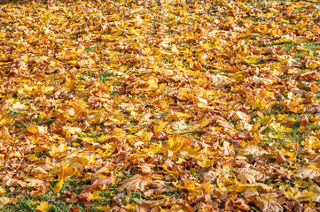 Autumn colors. Yellow, orange and red leaves on the ground.