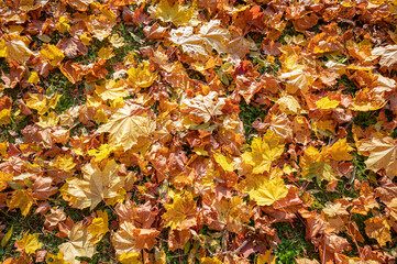 Autumn leaf color. Yellow, orange and red leaves on grass.