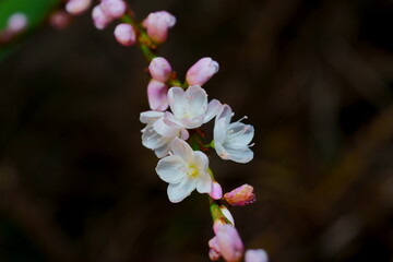 サクラタデの花のクローズアップ写真