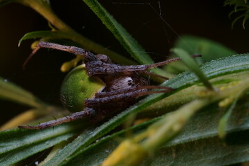 ワキグロサツマノミダマシのクローズアップ