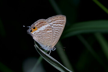 シジミチョウのクローズアップ