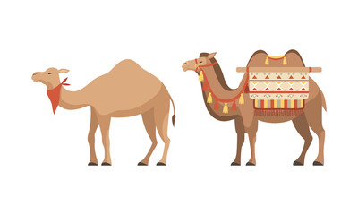  amel Domesticated Desert Caravan Animal with Saddle Vector Set