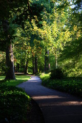 Fototapeta na wymiar Beautiful day in autumn park. Pathway trough green trees. Sunny day in Dutch park. European nature landscape photo. 