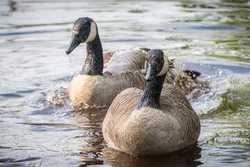 Canada geese on River