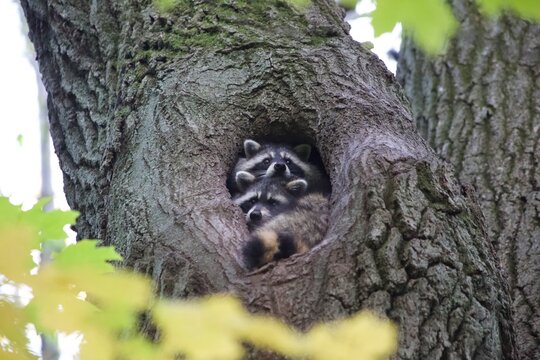 Racoons in tree