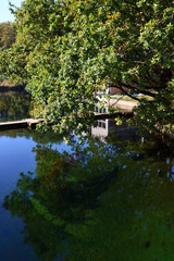 Fototapeta na wymiar Beautiful lake in a park. Calm blue water, big green trees, blue sky. Sunny day in autumn park. Nature of the Netherlands. 