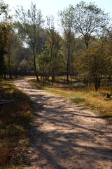 Fall season in the woods. Sunbeams trough the green trees, red leaves, foot path in autumn forest. 