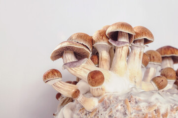 Micro growing of Psilocybe Cubensis mushrooms on white background. Mycelium of psilocybin...