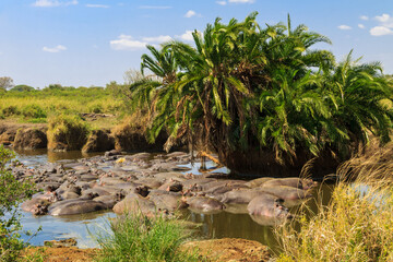 Group of hippos (Hippopotamus amphibius) in a river in Serengeti National Park, Tanzania. Wildlife...