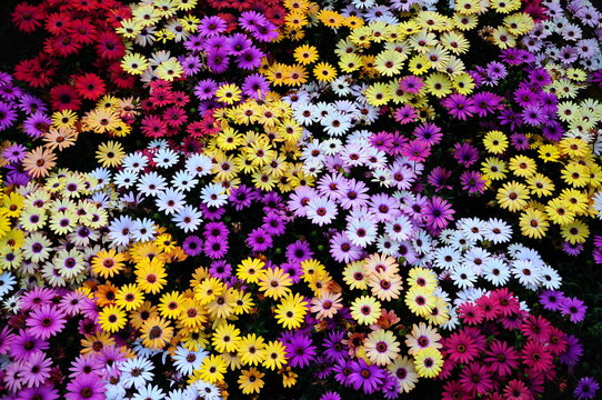 Kleine Blumen