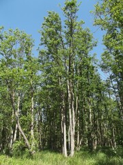 An intense experience of nature is a (guided) hike through the Ribnitzer Stadtforst (Ribnitz city forest) and the Große Ribnitzer Moor (swampland), Mecklenburg-Western Pomerania, Germany