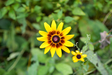 Yellow flower in bloom.