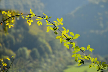 autumnal colored golden leaves in the mountains with blurred background