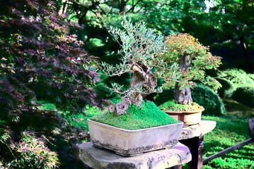 Collection of Bonsai trees in Japanese garden within Botanical garden in Prague - obrazy, fototapety, plakaty
