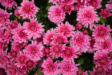 Small pink chrysanthemums or daisies grow in a flowerbed as a fluffy bush. Autumn beautiful background.