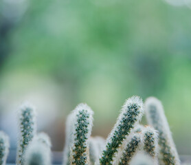 Juicy indoor plant cactus close-up. The texture of a prickly cactus.