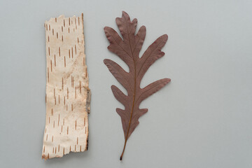 birch bark and oak leaf on gray paper